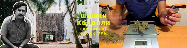 прущие грибы Переславль-Залесский